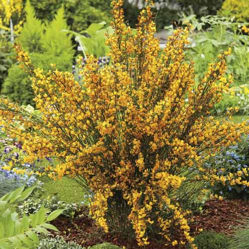 Cytisus Apricot Gem, С2 slika 1 članek 8212