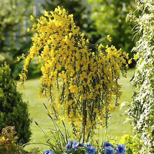 Cytisus Golden Sunlight, С2 slika 1 članek 8213