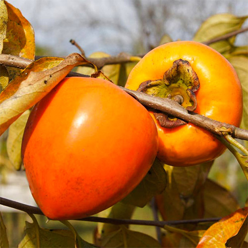 Kaki Jiro, С2 slika 1 članek 7039