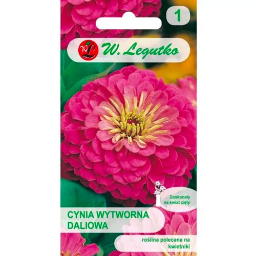 Dahlia zinnia Illumination slika 1 članek 86818