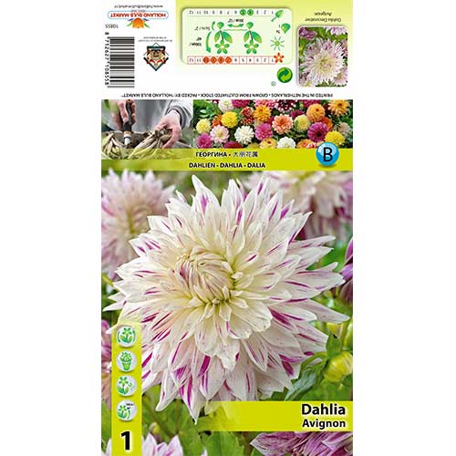 Dalija Avignon slika 1 članek 70480