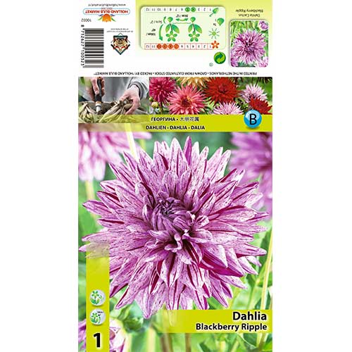 Dalija Blackberry Ripple slika 1 članek 70370