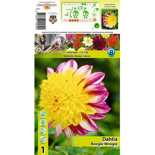 Dalija Boogie Woogie slika 1 članek 70371