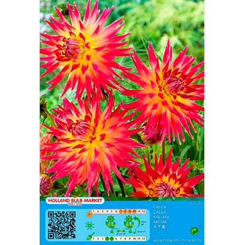 Dalija Bora Bora slika 1 članek 76411