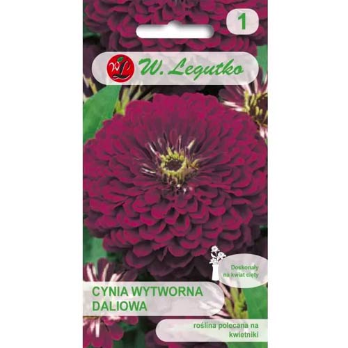 Dalija cinija Violet Queen slika 1 članek 69577