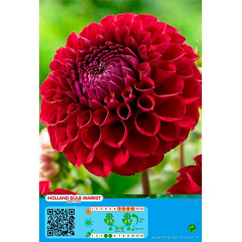 Dalija Dark Spirit slika 1 članek 76414