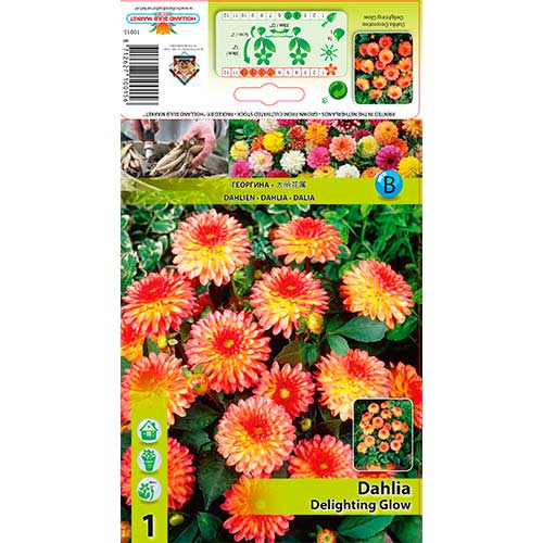 Dalija Delighting Glow slika 1 članek 76566