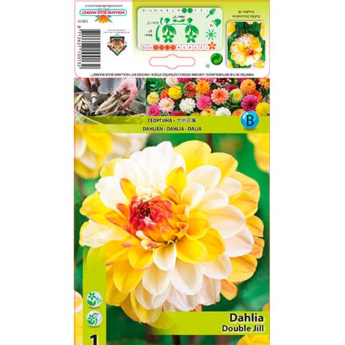 Dalija Double Jill slika 1 članek 76563