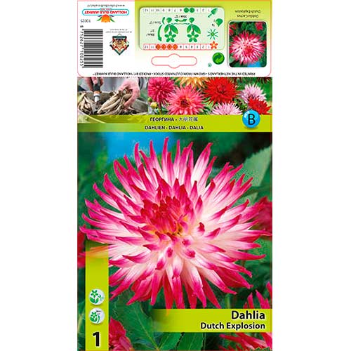 Dalija Dutch Explosion slika 1 članek 76206