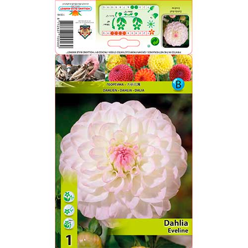 Dalija Eveline slika 1 članek 76583