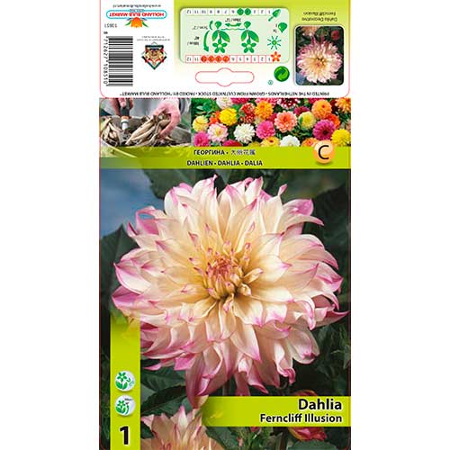 Dalija Ferncliff Illusion slika 1 članek 76579