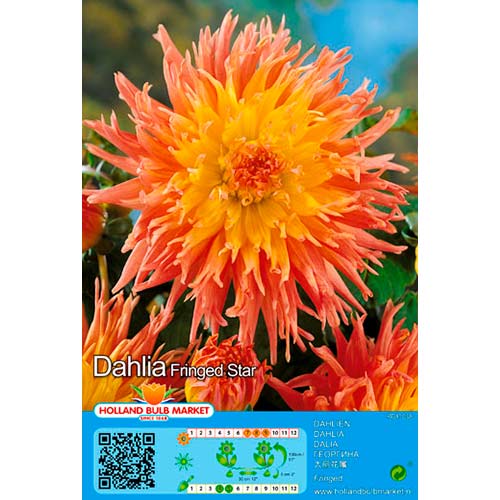 Dalija Fringed Star slika 1 članek 76417