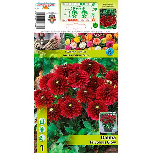 Dalija Frivolous Glow slika 1 članek 70372