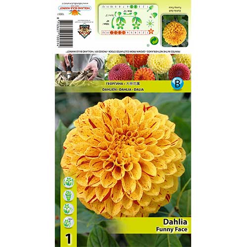 Dalija Funny Face slika 1 članek 70483