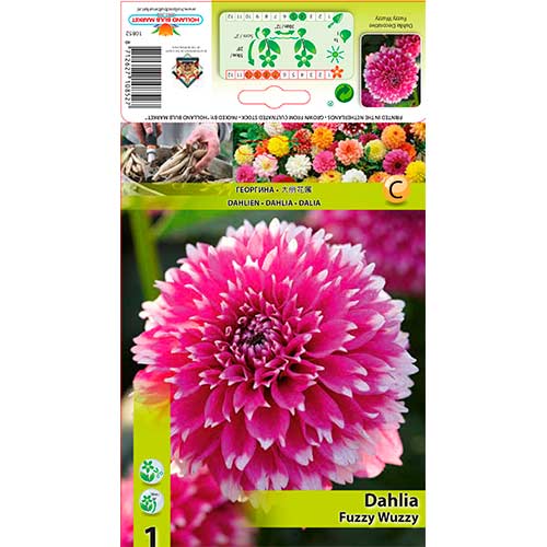 Dalija Fuzzy Wuzzy slika 1 članek 76580