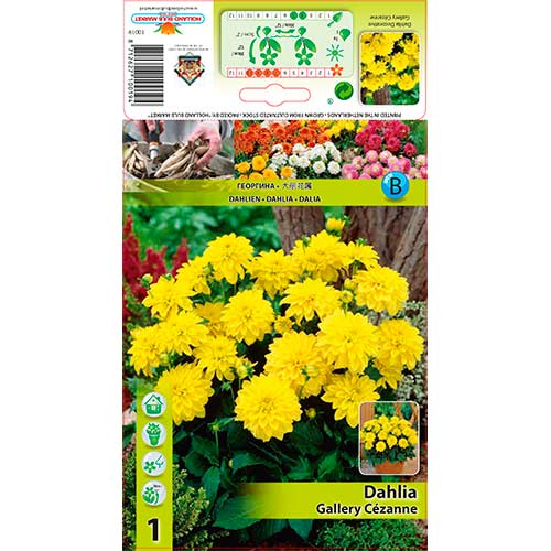 Dalija Gallery Cezanne slika 1 članek 76562