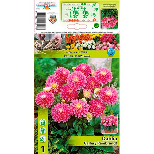 Dalija Gallery Rembrandt slika 1 članek 76209