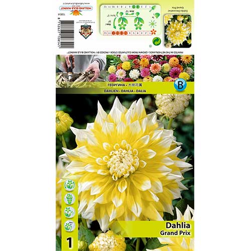 Dalija Grand Prix slika 1 članek 70373