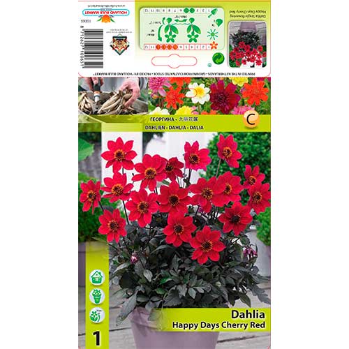 Dalija Happy Days Cherry Red slika 1 članek 76210