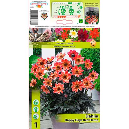 Dalija Happy Days Red Flame slika 1 članek 76213
