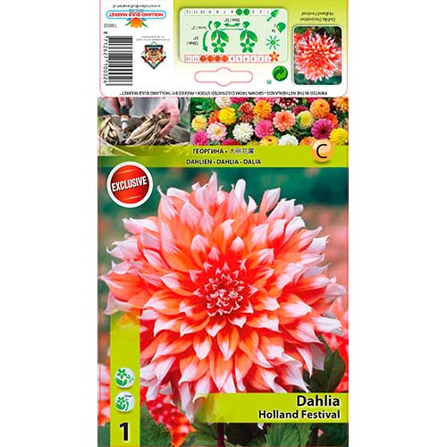 Dalija Holland Festival slika 1 članek 76581