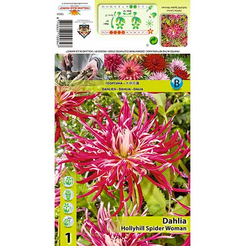 Dalija Hollyhill Spider Woman slika 1 članek 70375