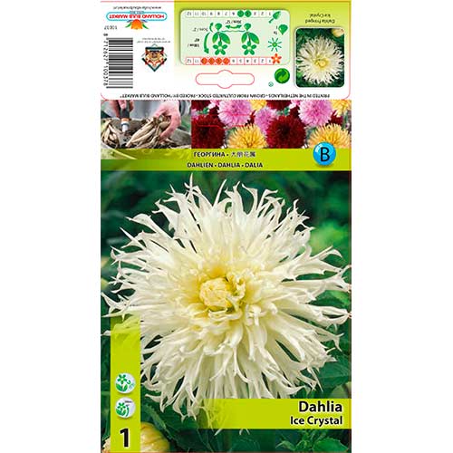 Dalija Ice Crystal slika 1 članek 76560