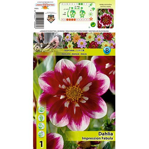 Dalija Impression Fabula slika 1 članek 70376