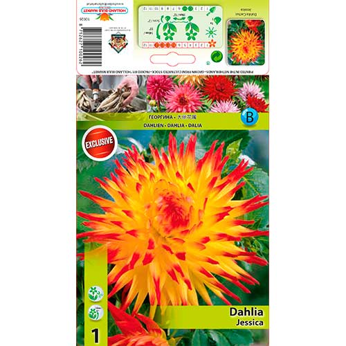 Dalija Jessica slika 1 članek 76565