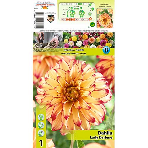 Dalija Lady Darlene slika 1 članek 70377