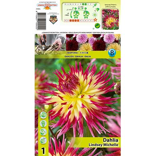 Dalija Lindsay Michelle slika 1 članek 70378