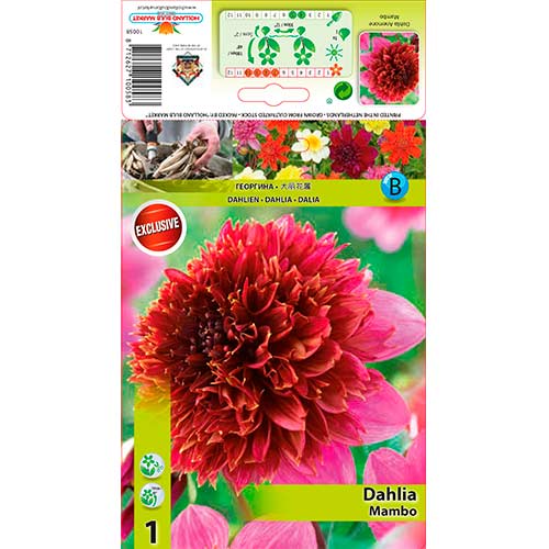 Dalija Mambo slika 1 članek 76214