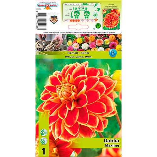 Dalija Maxime slika 1 članek 76423