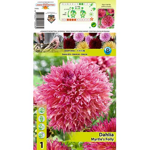 Frezija i ranunculus Butterfly Beauty, mješavina slika 1 članek 70482