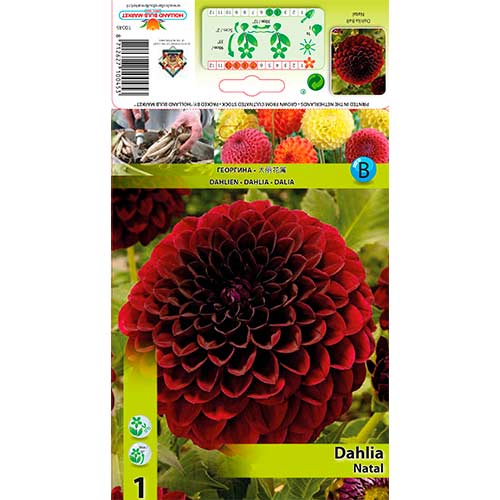 Afrički ljiljan, mix slika 1 članek 76568