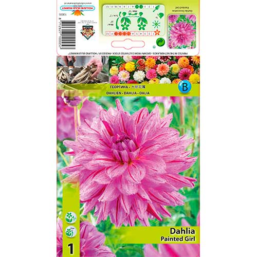 Dalija Painted Girl slika 1 članek 76574