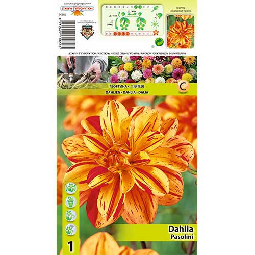 Dalija Pasolini slika 1 članek 70380