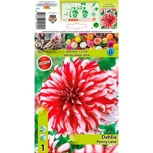 Dalija Penny Lane slika 1 članek 76217