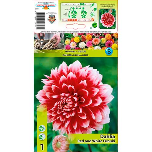 Dalija Red and White Fubuki slika 1 članek 76220