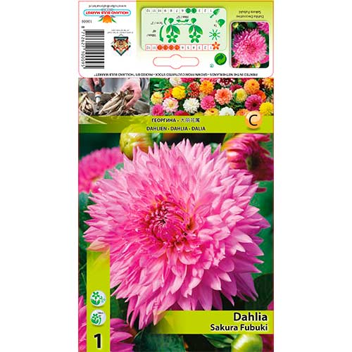 Dalija Sakura Fubuki slika 1 članek 76221