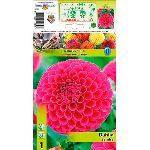 Dalija Sandra slika 1 članek 76576