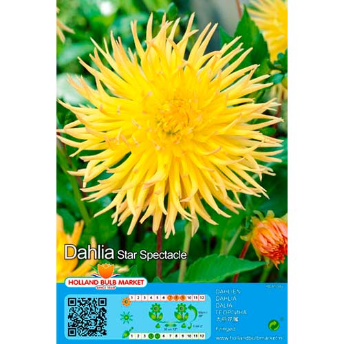 Dalija Star Spectacle slika 1 članek 76428