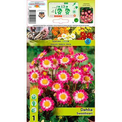 Dalija Sweetheart slika 1 članek 76577