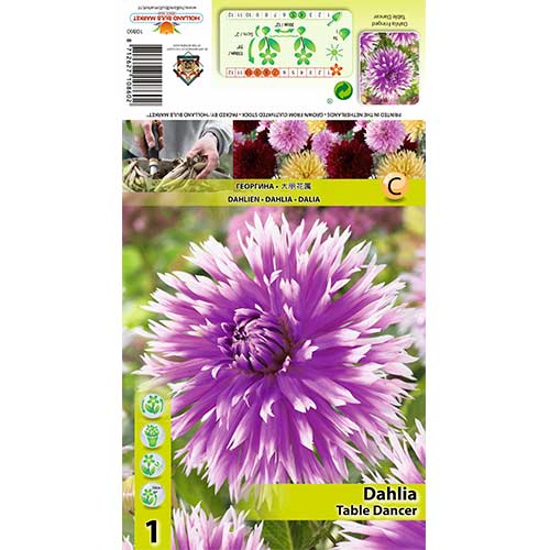 Dalija Table dancer slika 1 članek 70382