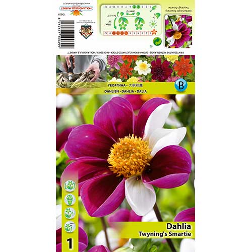 Dalija Twyning‘s Smartie slika 1 članek 70383