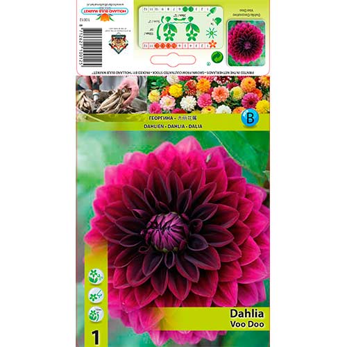 Dalija Voo Doo slika 1 članek 76561