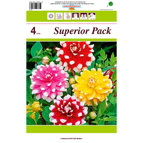 Dalija White Top večbarvna mešanica slika 1 članek 76431