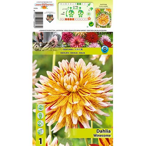 Dalija Winesome slika 1 članek 70481