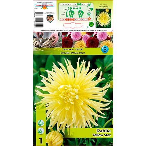 Dalija Yellow Star slika 1 članek 76432