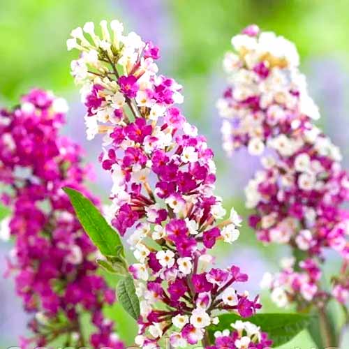 Davidov metuljnik Berries Cream slika 1 članek 77802